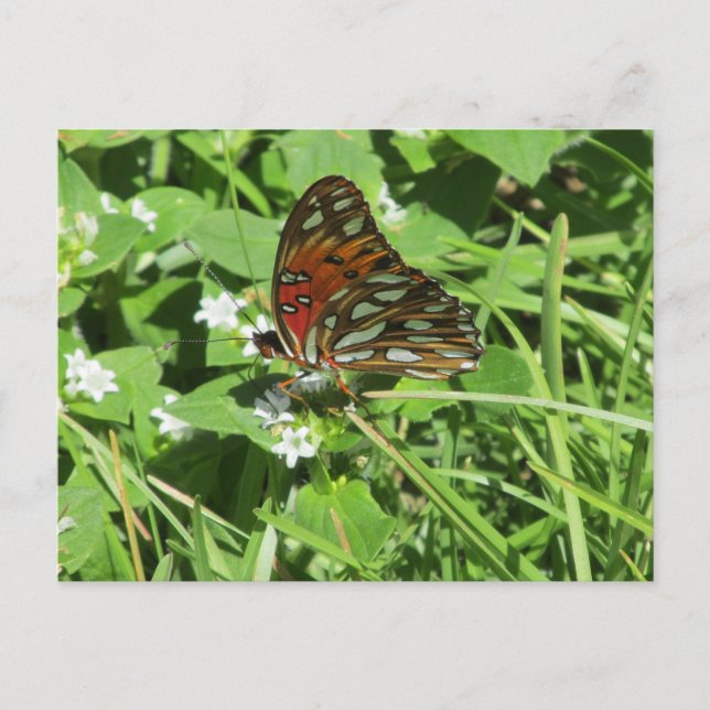 Cartão Postal Cartão-postal da Lady Butterfly pintado (Frente)