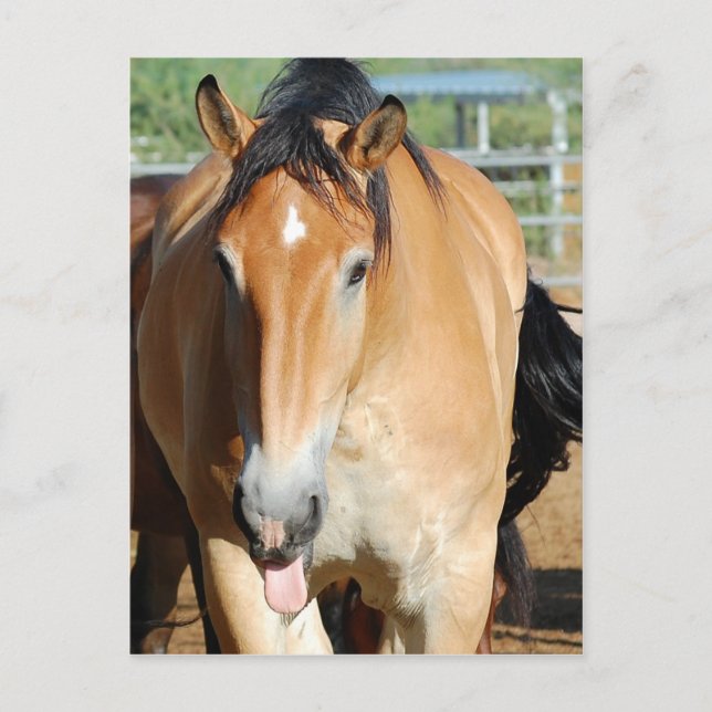 Cartão Postal Cartão-postal da Língua Gulliver (Frente)