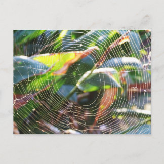 Cartão Postal Cartão-postal da macro Spider Webs