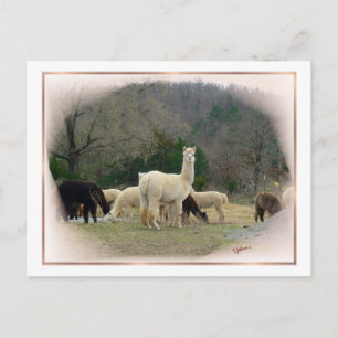 Cartão Postal Cartão-postal da Madame Pompadour