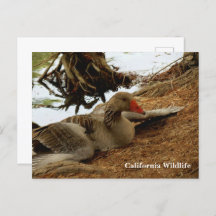 Cartão-postal da Madre Goose