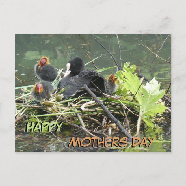 Cartão Postal Cartão-postal da Mãe Coot com Dia de as mães Jovem (Frente)