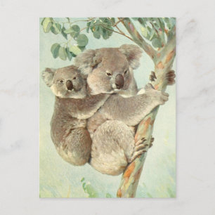 Cartão Postal Cartão-postal da Mãe e Bebê Koala