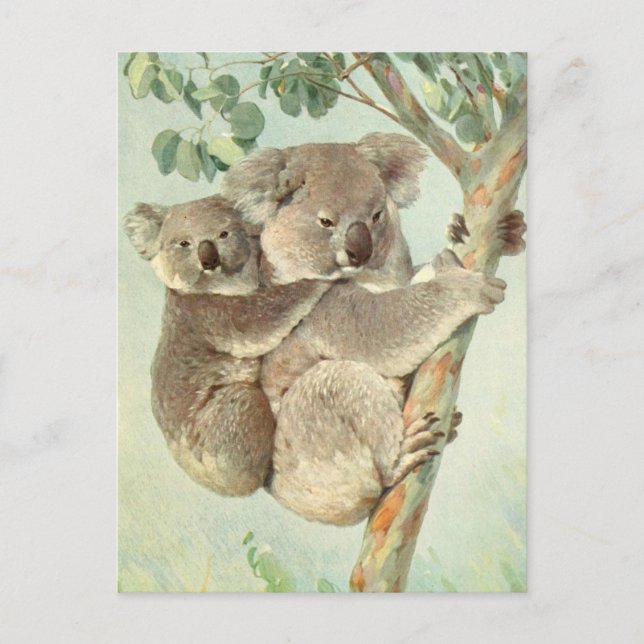 Cartão Postal Cartão-postal da Mãe e Bebê Koala (Frente)