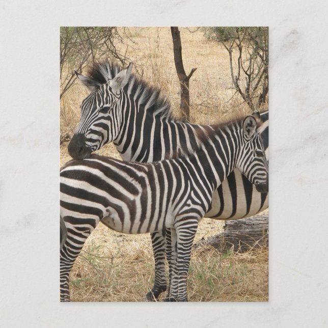 Cartão Postal Cartão-postal da Mãe e Bebê Zebra (Frente)