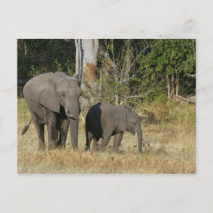 Cartão Postal Cartão-postal da Mãe e Feliz Elefante