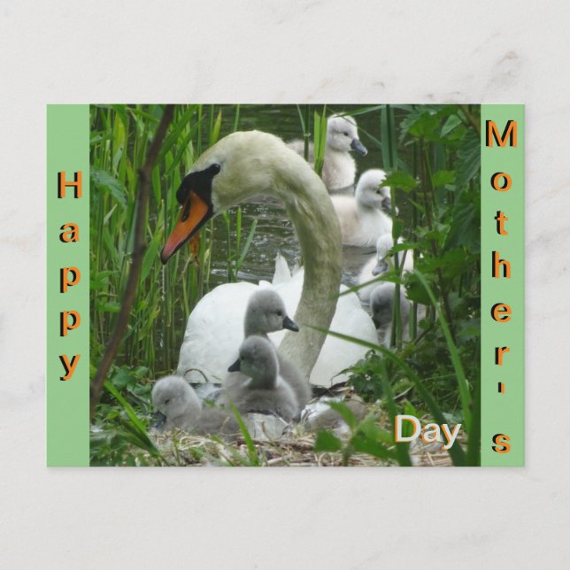 Cartão Postal Cartão-postal da Mãe Swan com Dia de as mães de Be (Frente)