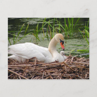 Cartão Postal Cartão-postal da mamãe Swan e do bebê