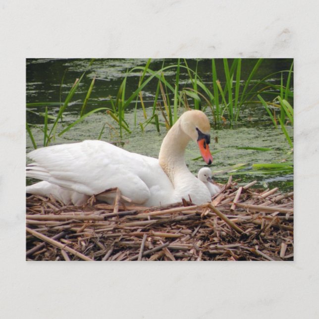 Cartão Postal Cartão-postal da mamãe Swan e do bebê (Frente)