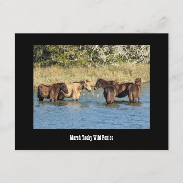 Cartão Postal Cartão-postal da Marshy Tacky Ponies (Frente)