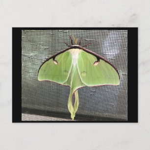 Cartão Postal Cartão-postal da Moth lunar