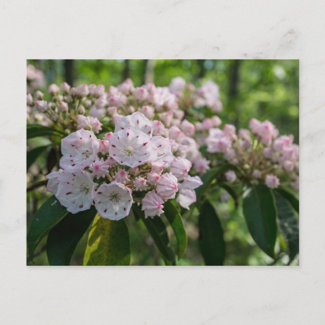 Cartão Postal Cartão-postal da Mountain Laurel Wildflower (Frente)