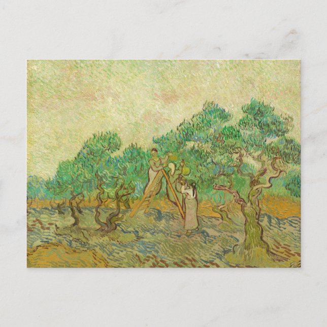 Cartão Postal Cartão-postal da Olive Orchard de van Gogh (Frente)