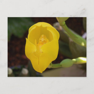Cartão Postal Cartão-postal da Orquídea Amarela