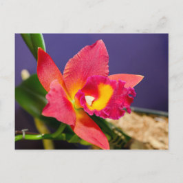 Cartão Postal Cartão-postal da Orquídea Vermelha e Amarela