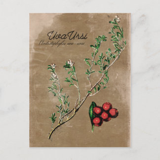 Cartão Postal Cartão-postal da Planta Uva Ursi do Estilo Vintage