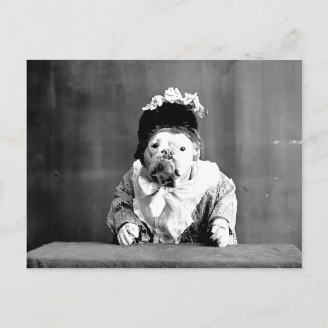 Cartão Postal Cartão-postal da Rainha Bulldog (Frente)