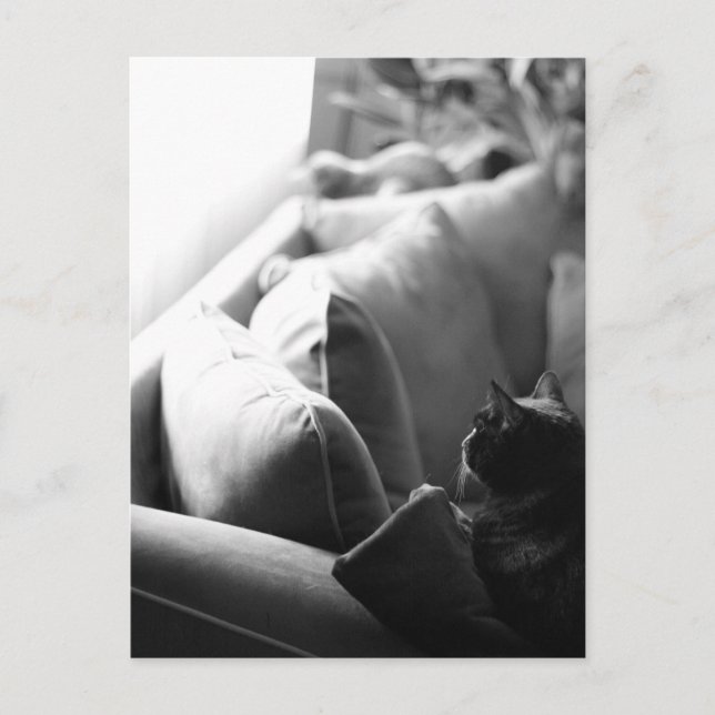 Cartão Postal Cartão-postal da Sala Cats (Frente)