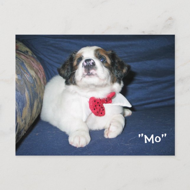 Cartão Postal Cartão-postal da Sociedade Humanitária Amazon: Ser (Frente)