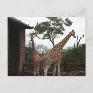 Cartão Postal Cartão-postal da Sydney Opera House