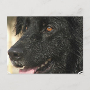 Cartão Postal Cartão-postal da Terra Nova