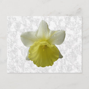 Cartão Postal Cartão-postal Daffodil