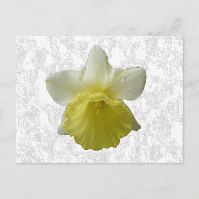 Cartão Postal Cartão-postal Daffodil (Frente)