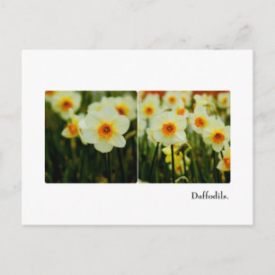 Cartão Postal Cartão-postal Daffodil