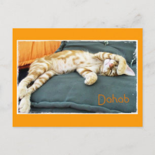 Cartão Postal Cartão-postal Dahab Cat Daze