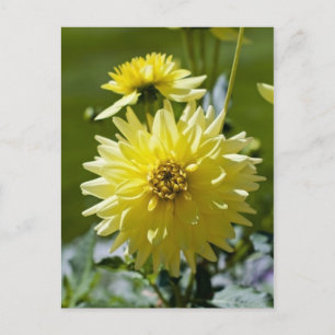 Cartão Postal Cartão-postal Dahlia Amarelo