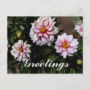 Cartão Postal Cartão-postal Dahlia Edge da Joy #1