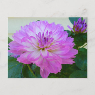 Cartão Postal Cartão-postal Dahlia Lavanda