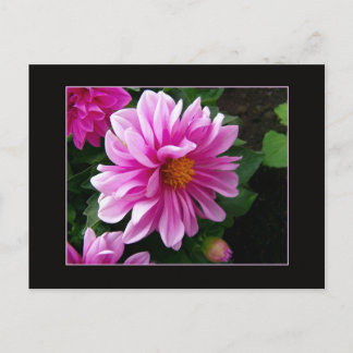 Cartão Postal Cartão-postal Dahlia Rosa