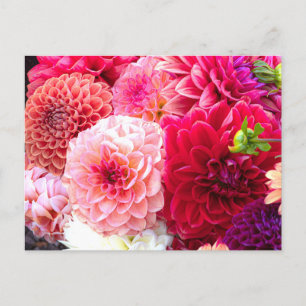Cartão Postal Cartão-postal Dahlias rosa e vermelho