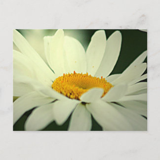 Cartão Postal Cartão-postal Daisy