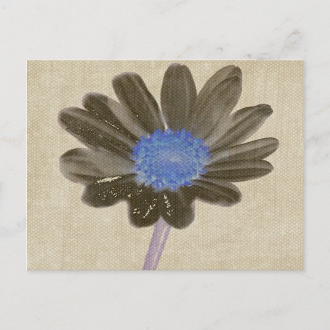 Cartão Postal Cartão-postal Daisy Digital Art (Frente)