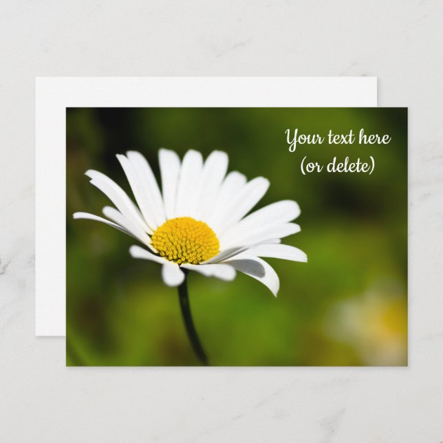 Cartão Postal Cartão-postal Daisy do solteiro (Frente/Verso)