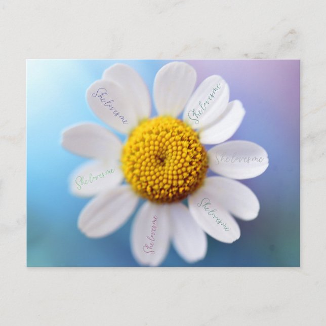 Cartão Postal Cartão-postal Daisy "Ela me ama" (Frente)