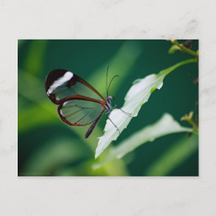 Cartão Postal Cartão-postal Dana