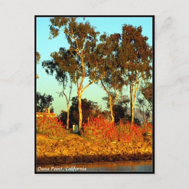Cartão Postal Cartão-postal Dana Point (Frente)