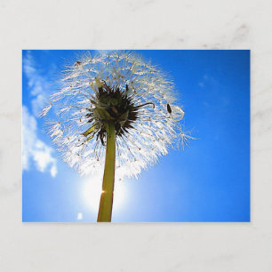Cartão Postal Cartão-postal Dandelion