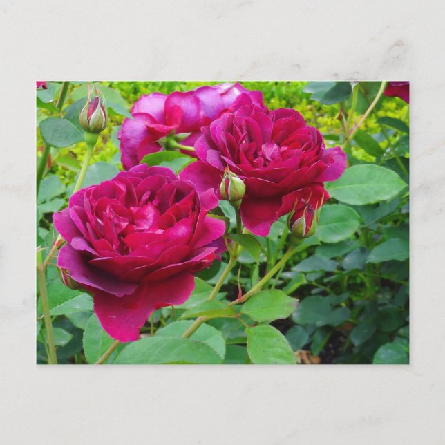 Cartão Postal Cartão-postal Darcey Bussell Rosa nº 2 (Frente)