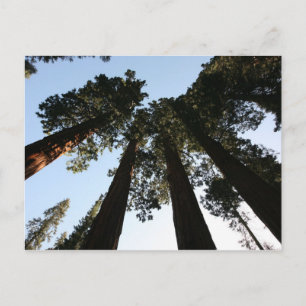 Cartão Postal Cartão-postal das árvores de Redwood da Califórnia
