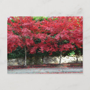 Cartão Postal Cartão-postal das árvores do outono vermelho