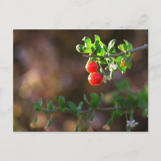 Cartão Postal Cartão-postal das Berries de Casal Cento