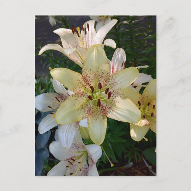 Cartão Postal Cartão-postal das Flores Amarelas Espetadas (Frente)