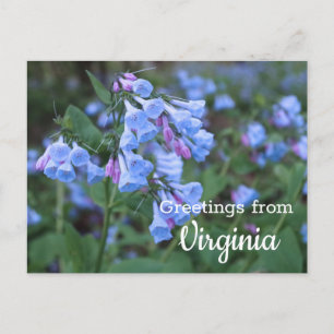 Cartão Postal Cartão-postal das Flores Bluebell no Estado da Vi