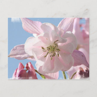Cartão Postal Cartão-postal das Flores Columbinas Rosa