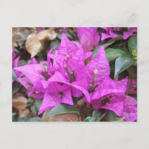 Cartão Postal Cartão-postal das flores cor-de-rosa Bougainville
