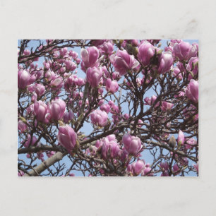 Cartão Postal Cartão-postal das flores da Magnolia rosa